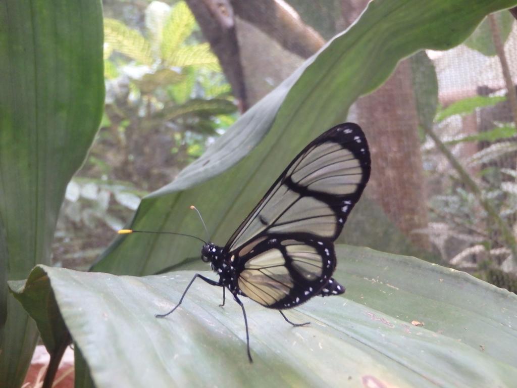 Biohostal Mindo Cloud Forest Exterior photo